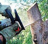 Best Tree Trimming and Pruning  in Westover, WV