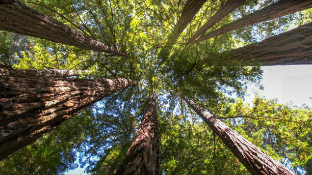 Best Tree Disease Treatment  in Westover, WV