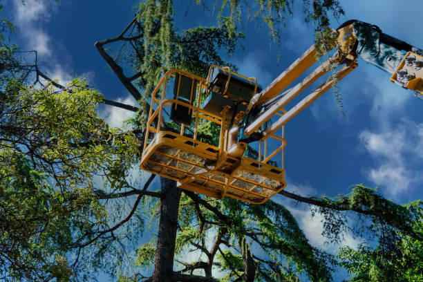 Best Arborist Consultation Services  in Westover, WV
